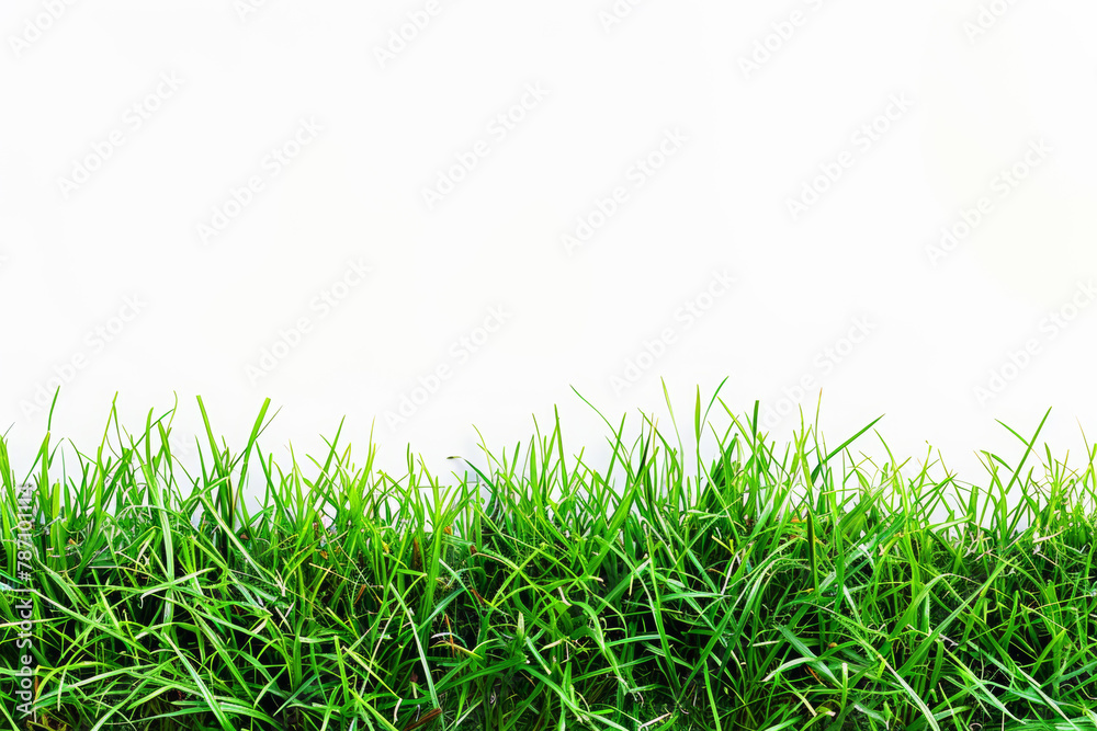 Realistic image of green grass. A realistic depiction of a white background as a background material. Realistic image of green grass. A realistic depiction of a white background as a background material.