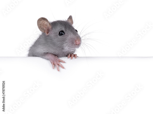 Cute rat holding up copy space banner with paws. Looking side ways away from camera. Isolated on a white background.