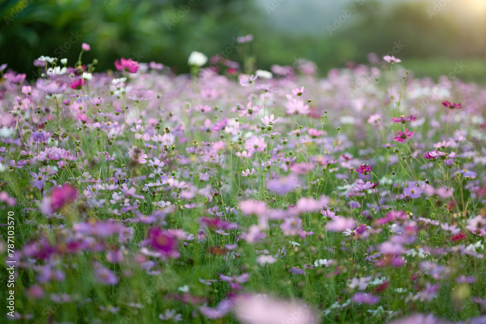 A field of vibrant cosmos flowers, with a mix of pink and white blooms, swaying in the gentle breeze.
A field of vibrant cosmos flowers, with a mix of pink and white blooms, swaying in the gentle breeze.