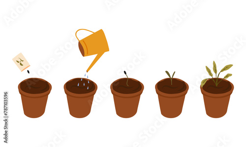 Process of plant growth. Vector image of five stages of growth of a herb in a brown pot. Plant growing stages. Harvest, product, offspring. Growing process vector flat icon.