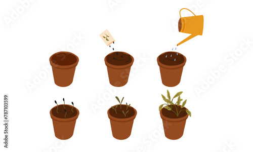 Process of plant growth. Vector image of six stages of growth of a herb in a brown pot. Plant growing stages. Harvest, product, offspring. Growing process vector flat icon.