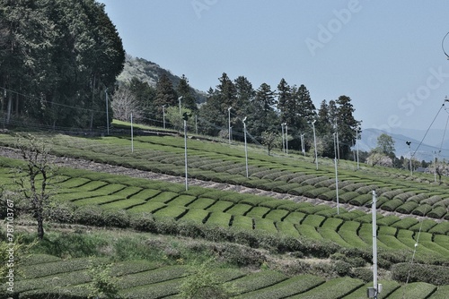 岐阜県池田町の茶畑と森