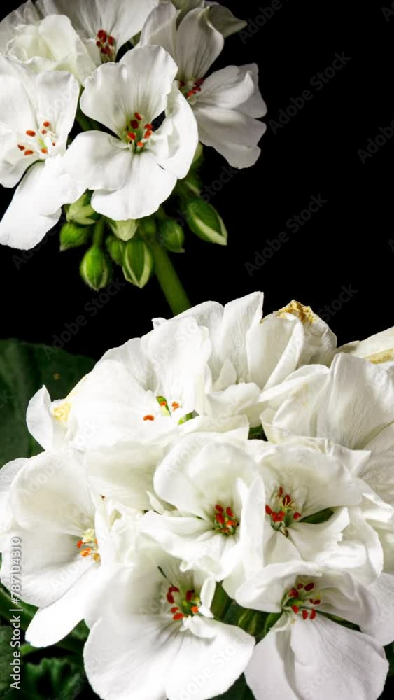 White Pelargonium Flowers Blooming in Time Lapse on a Green Leaves Background. Beautiful Geranium Blossoms in Vertical Video White Pelargonium Flowers Blooming in Time Lapse on a Green Leaves Background. Beautiful Geranium Blossoms in Vertical Video