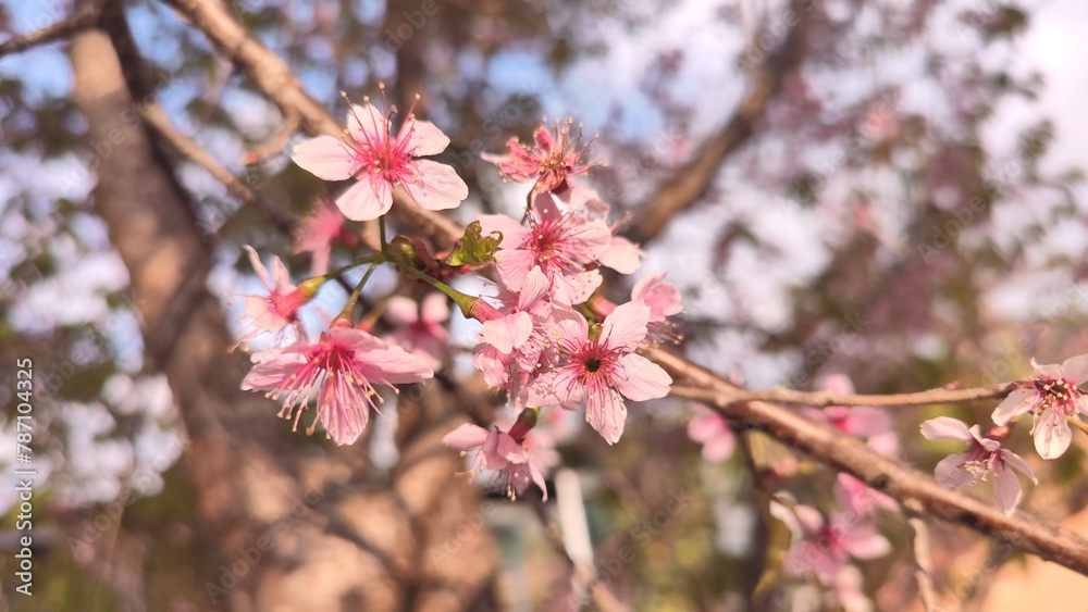 Thai cherry blossoms bloom at Phu Lom Lo, thailand Thai cherry blossoms bloom at Phu Lom Lo, thailand