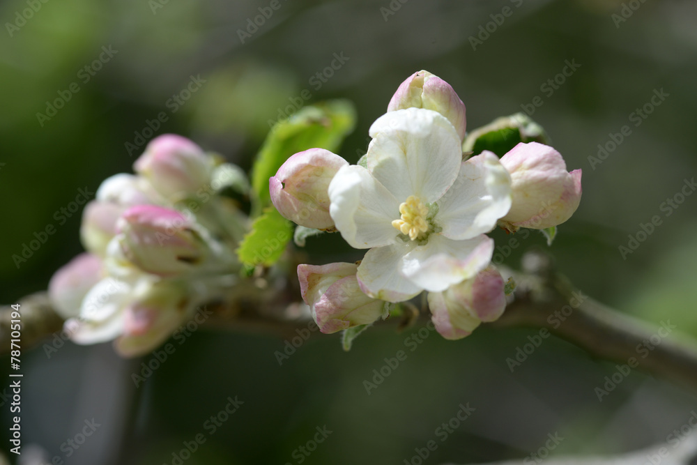 Obraz premium リンゴの花