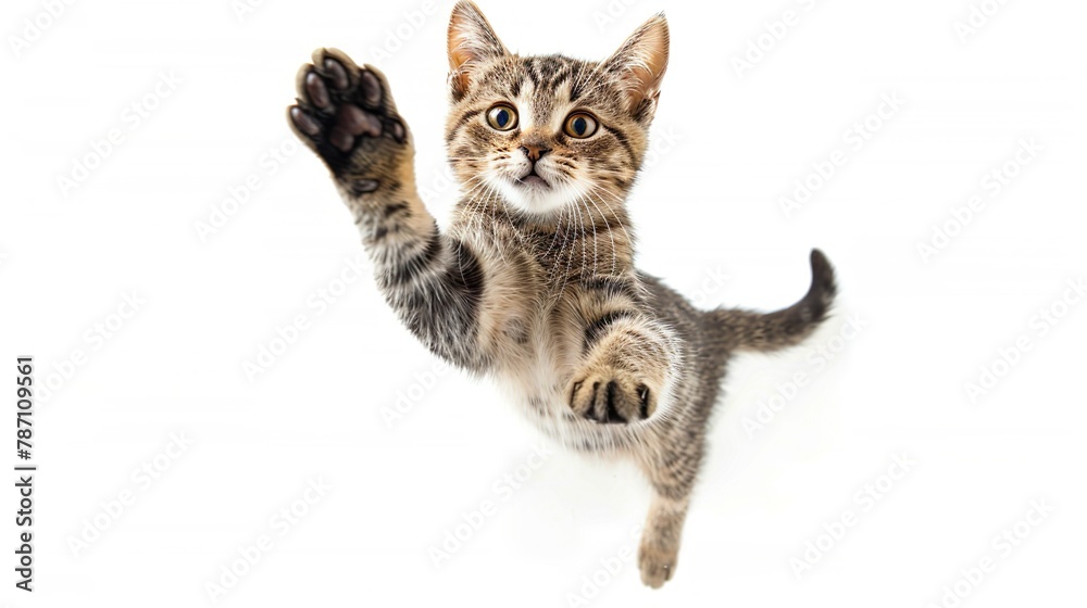 Naklejka premium 黒背景〜飛びつく猫05