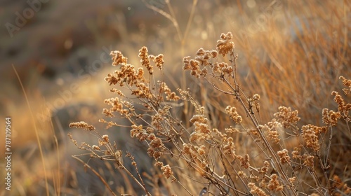Dry mountain plants on a scorching day