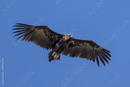 Buitre negro volando en el Cerro de la Najarra en Madrid © MrWeaK