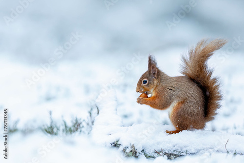 Red Squirrel in the Snow Cairngorms