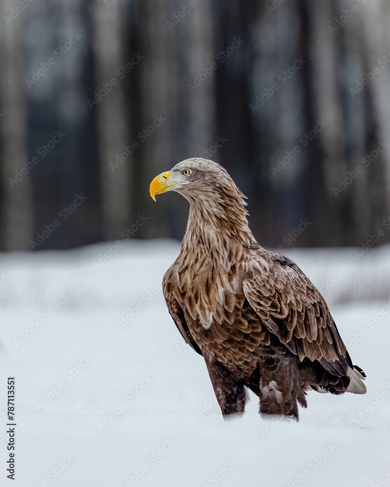 White Tailed Eagle in the Snow in Poland White Tailed Eagle in the Snow in Poland