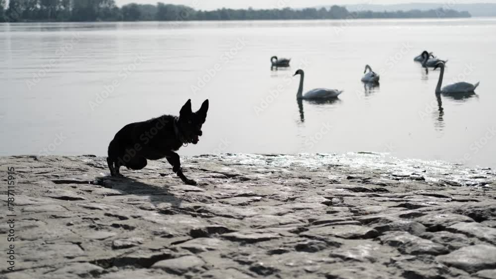 A dog on the Danube River embankment in Belgrade, swans swim behind. A smart black blue-eyed mutt does funny tricks outside - twirls and tumbles lying down A dog on the Danube River embankment in Belgrade, swans swim behind. A smart black blue-eyed mutt does funny tricks outside - twirls and tumbles lying down