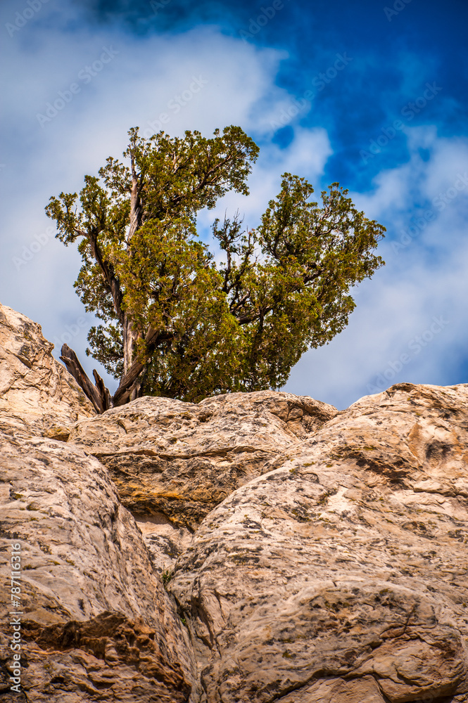 A lone tree stands resilient atop a rugged cliff against a blue sky backdrop, displaying the raw beauty of nature in the heart land of Colorado's mountains
