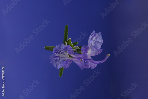 blue rosemary flowers isolated on a color background 