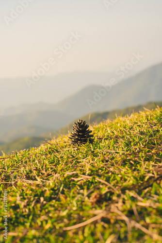 nature traveling with pine cones on floor and sunrise with layer of mountain