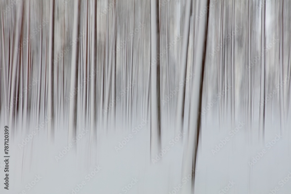 Intentional camera movement (ICM) image of a dream like view of forest tree trunks in winter with snow on the ground created by motion blur, Kallahdenniemi, Helsinki, Finland. Intentional camera movement (ICM) image of a dream like view of forest tree trunks in winter with snow on the ground created by motion blur, Kallahdenniemi, Helsinki, Finland.