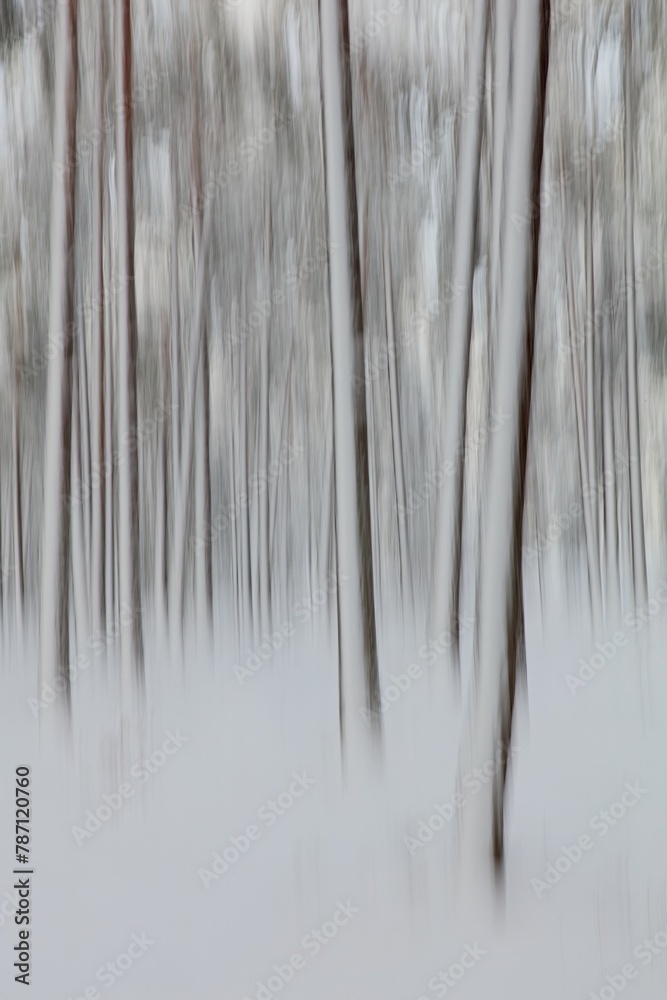 Intentional camera movement (ICM) image of a dream like view of forest tree trunks in winter with snow on the ground created by motion blur, Kallahdenniemi, Helsinki, Finland. Intentional camera movement (ICM) image of a dream like view of forest tree trunks in winter with snow on the ground created by motion blur, Kallahdenniemi, Helsinki, Finland.