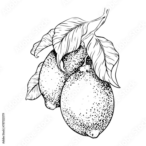 Hand drawn branch of Lemon fruits and leaves. Sketch vector illustration. Black ink outline of citrus. Isolated on white background. Design for menu, package, cosmetic, textile