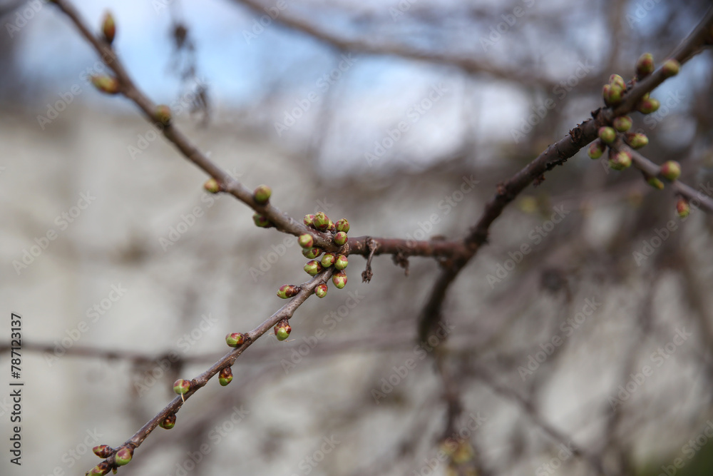 branches of trees and bushes in spring branches of trees and bushes in spring