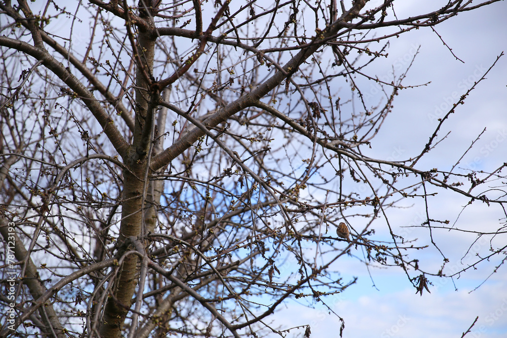 branches of trees and bushes in spring branches of trees and bushes in spring