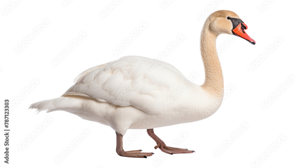 mute swan cygnus olor isolated on transparent background cutout mute swan cygnus olor isolated on transparent background cutout