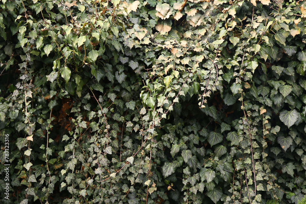 green ivy growing on the wall, ivy wall green ivy growing on the wall, ivy wall