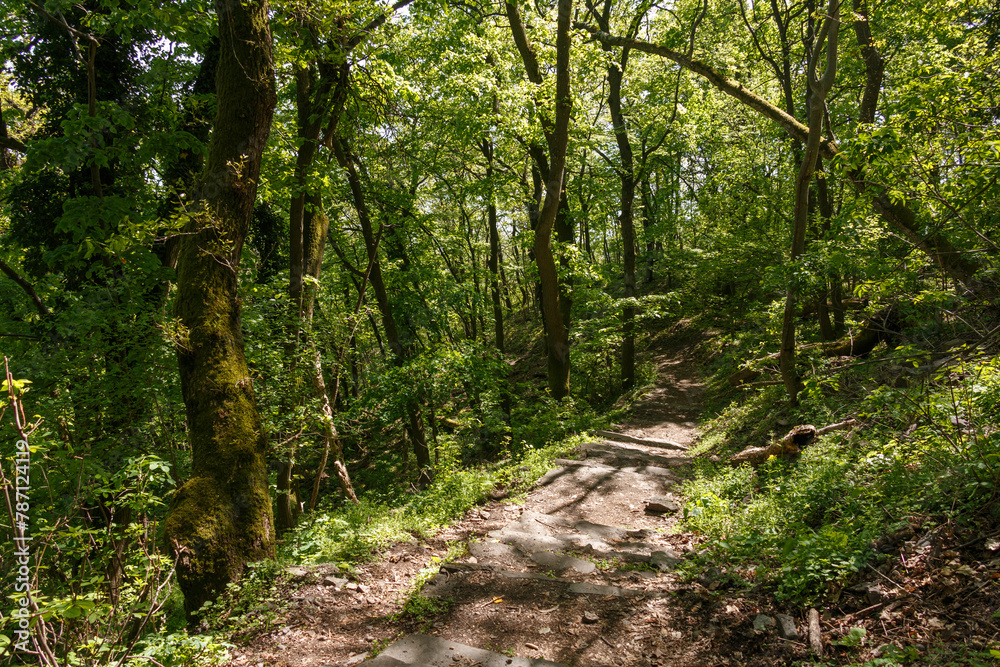 Obraz premium Footpath through the forest.