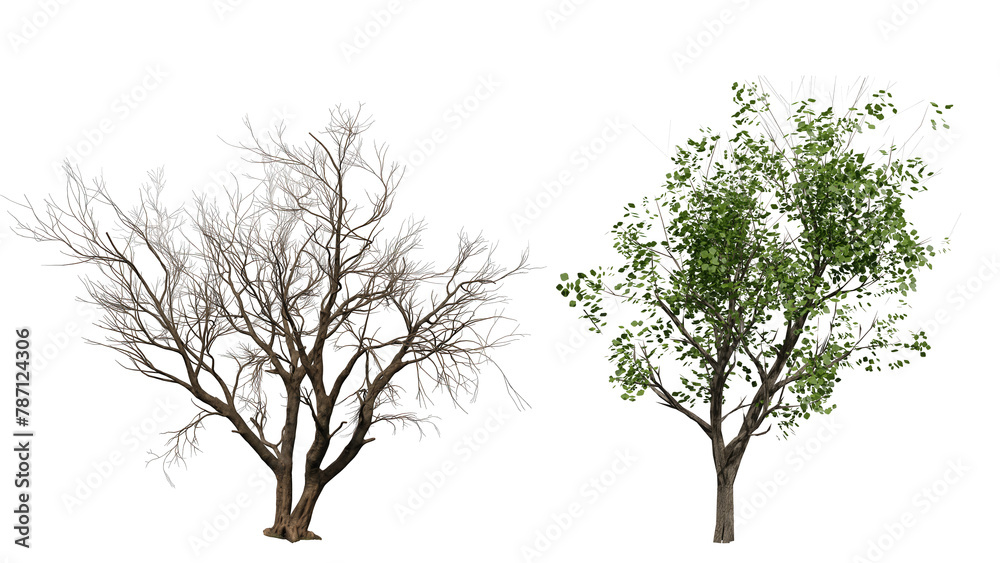 Small Tree Comparison bare tree and lush green tree comparison isolated on transparent ...