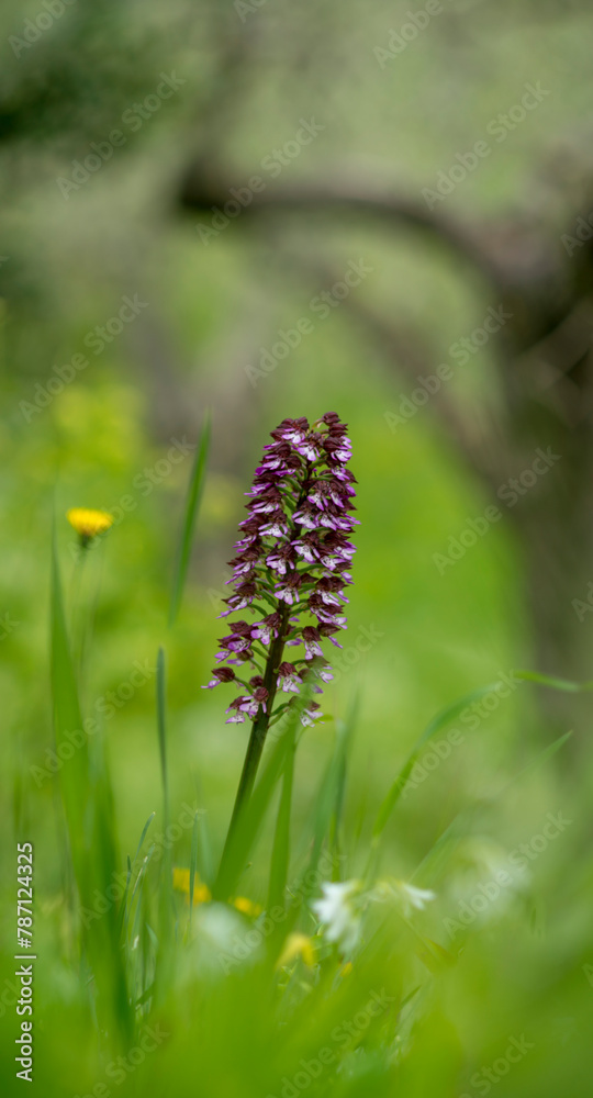 Portrait of Lady orchid (Orchis purpurea) growing in the meadow Muros, SS, Sardegna. italy