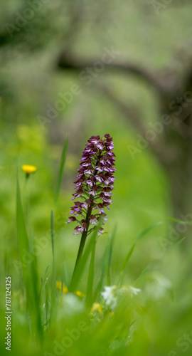 Portrait of Lady orchid (Orchis purpurea) growing in the meadow Muros, SS, Sardegna. italy © antasfoto