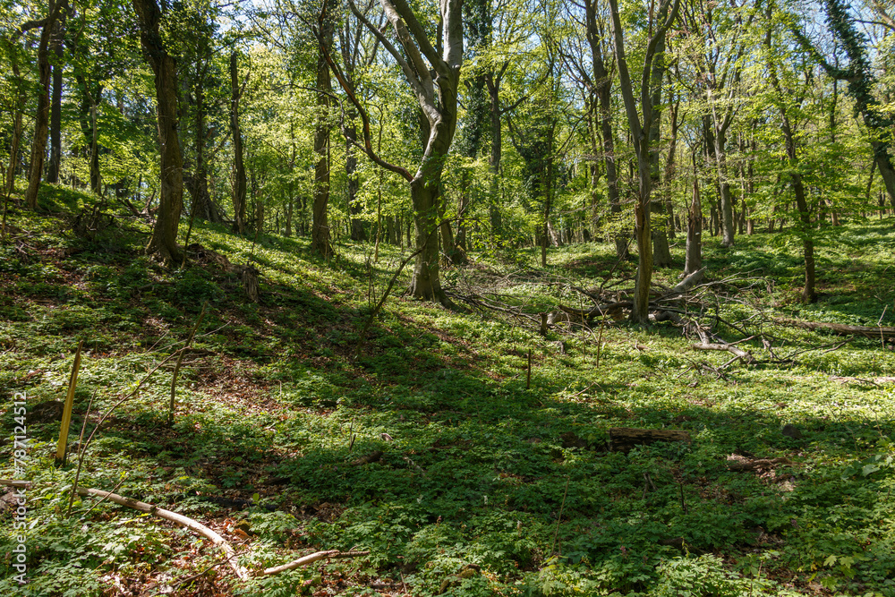 Naklejka premium Forest with trees and green grass.