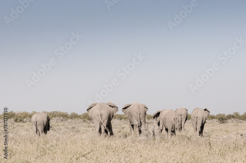 behind a south african elephant family searching for water