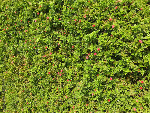 A bush of mesembryanthemum cordifolium with red flowers as a green fence. Panorama. photo