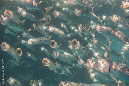 school of bigmouth mackerels when hunting with its mouth wide open