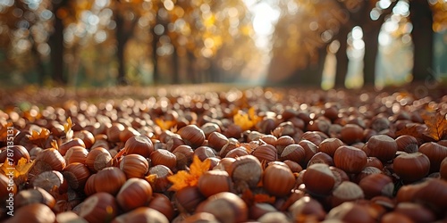Close-up of hazelnuts in foliage and sunlit forest in autumn. photo