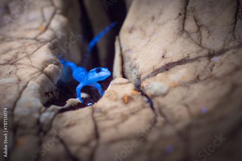 moorish wall gecko, tarentola mauretanica, fluorescing under a UV light. Baratz Lake, Sassari, Alghero, Sardinia, Italy.  photo