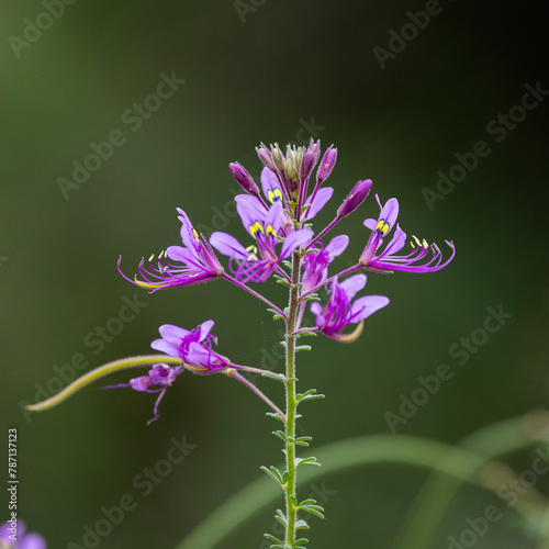 Purple wildflower in Kruger National Park photo