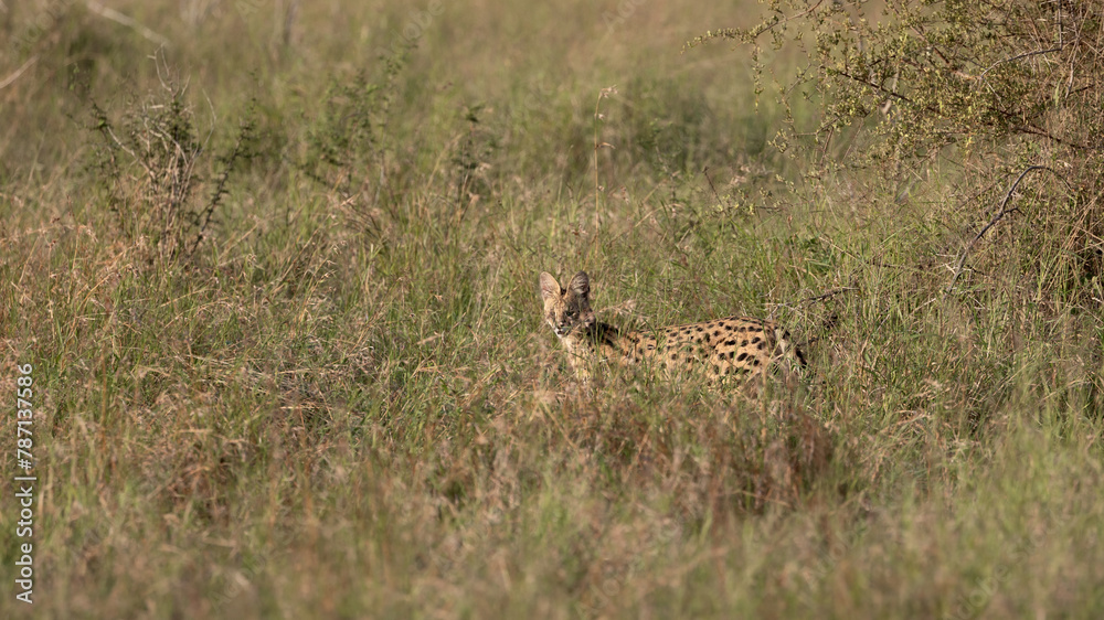 Serval walking, disappearing in tall grass