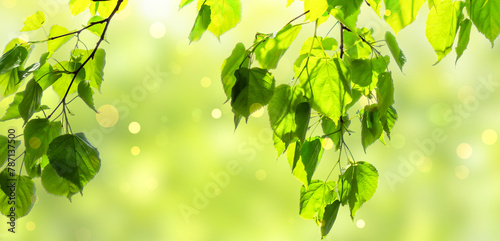 fresh green limetree leaves branch in spring isolated on abstract sunny background, beautiful nature scene with bokeh lights, backlit photo concept with copy space