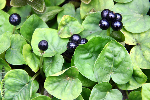 Geophila macropoda, a herb in the family Rubiaceae. The plant is pantropical and is found in most tropical regions. photo