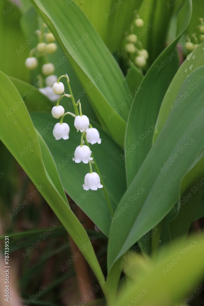 maiglöckchen blüte und blatt