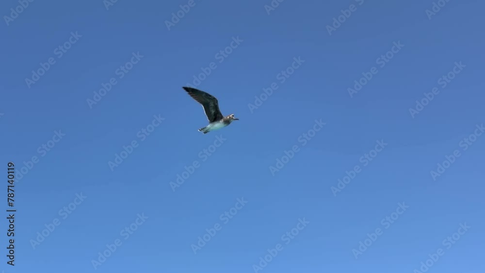 birds in sky, Seagulls flying soaring above the serene sea, Freedom and tranquility in flight against clear blue sky, water boat travel. birds in sky, Seagulls flying soaring above the serene sea, Freedom and tranquility in flight against clear blue sky, water boat travel.