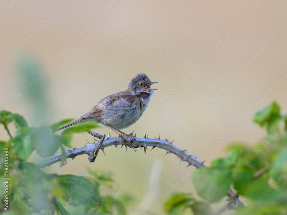 Obraz premium A Common Whitethroat sitting on a bush