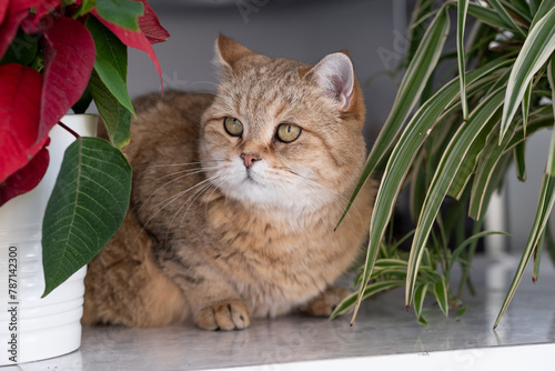A beautiful domestic striped adult cat lies and sleeps on the windowsill by the window, next to a houseplant or a flower in a flower pot. Favorite pets.