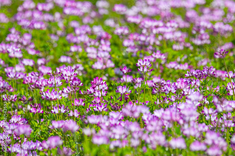 一面に咲いた蓮華の花