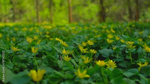 Bright yellow lesser celandine flowers. Beautiful flowers of Ficaria verna, springtime greenery close up photo