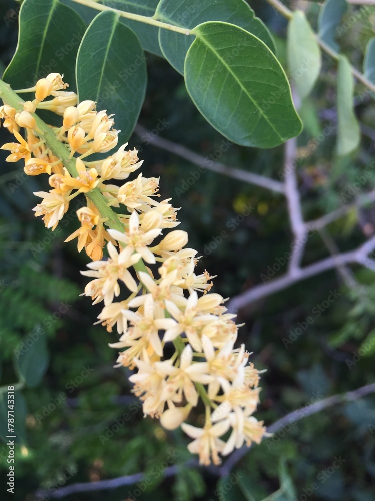 Fototapeta premium caterpillar on a leaf