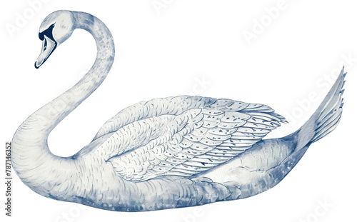 Fototapeta Naklejka Na Ścianę i Meble -  PNG  Antique of swan drawing animal sketch.