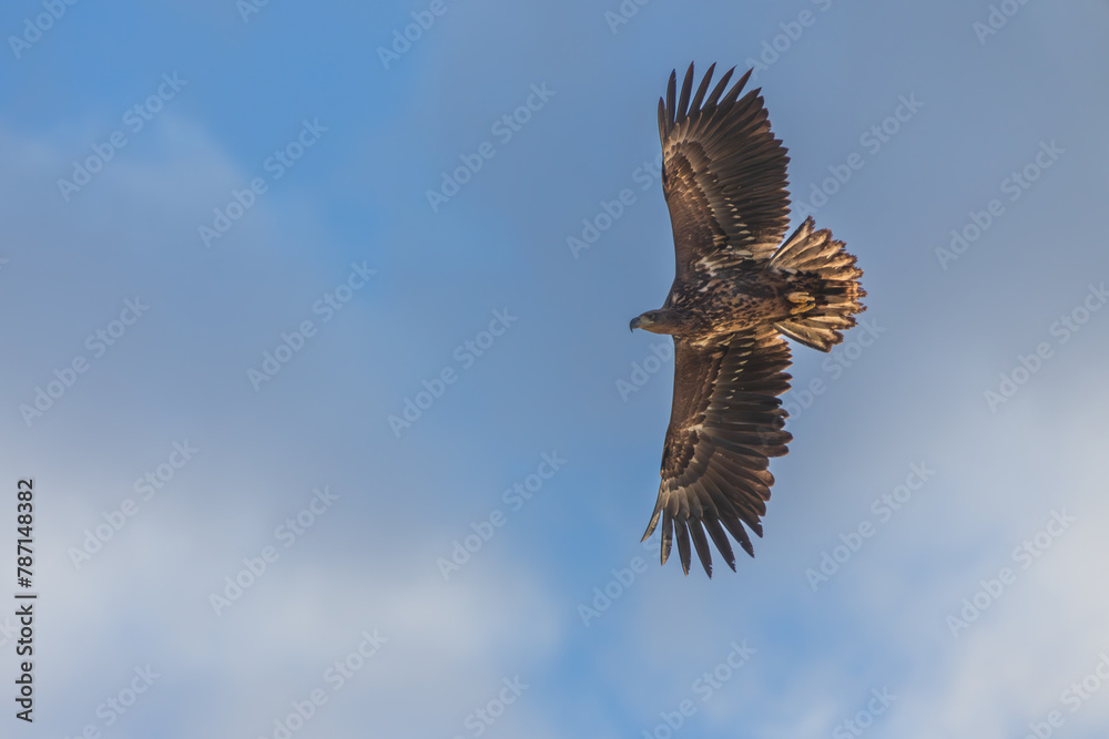 Fototapeta premium White-tailed eagle (Haliaeetus albicilla) in flight