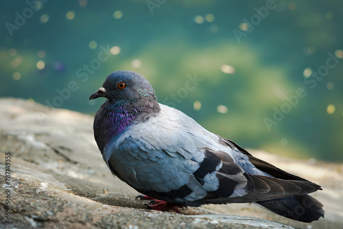 A pigeon, a beautiful bird, was on the cement floor. It was standing still. Photo of poultry, outside, background