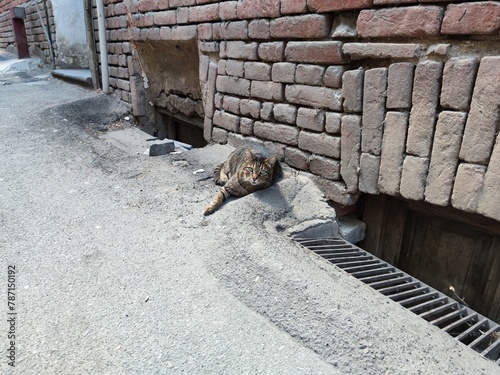 stray cat. cat near the ancient wall. stray cat lies on the street near an old house. stray animals concept